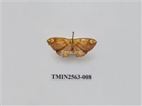 藏品(尺蛾62)的圖片